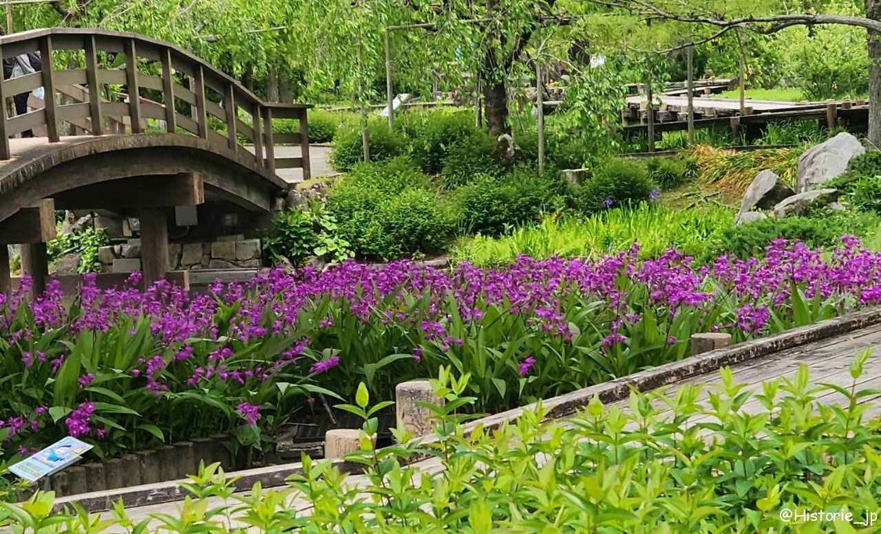 [滋賀・草津] 草津市立水生植物公園 みずの森・琵琶湖は水生植物の宝庫・日本有数の花蓮の群生・烏丸半島の東に広がる花いっぱいの公園