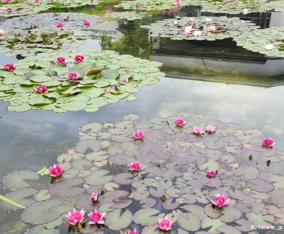 [滋賀・草津] 草津市立水生植物公園 みずの森・琵琶湖は水生植物の宝庫・日本有数の花蓮の群生・烏丸半島の東に広がる花いっぱいの公園