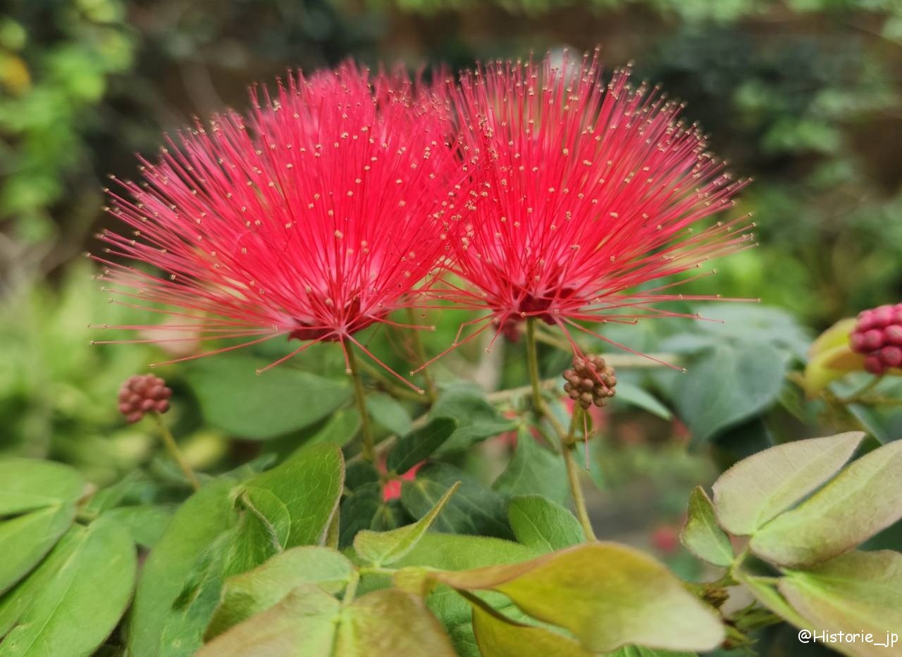 [滋賀・草津] 草津市立水生植物公園 みずの森・琵琶湖は水生植物の宝庫・日本有数の花蓮の群生・烏丸半島の東に広がる花いっぱいの公園