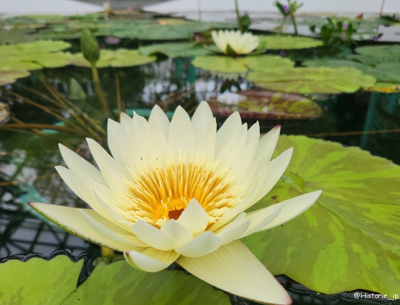 [滋賀・草津] 草津市立水生植物公園 みずの森・琵琶湖は水生植物の宝庫・日本有数の花蓮の群生・烏丸半島の東に広がる花いっぱいの公園