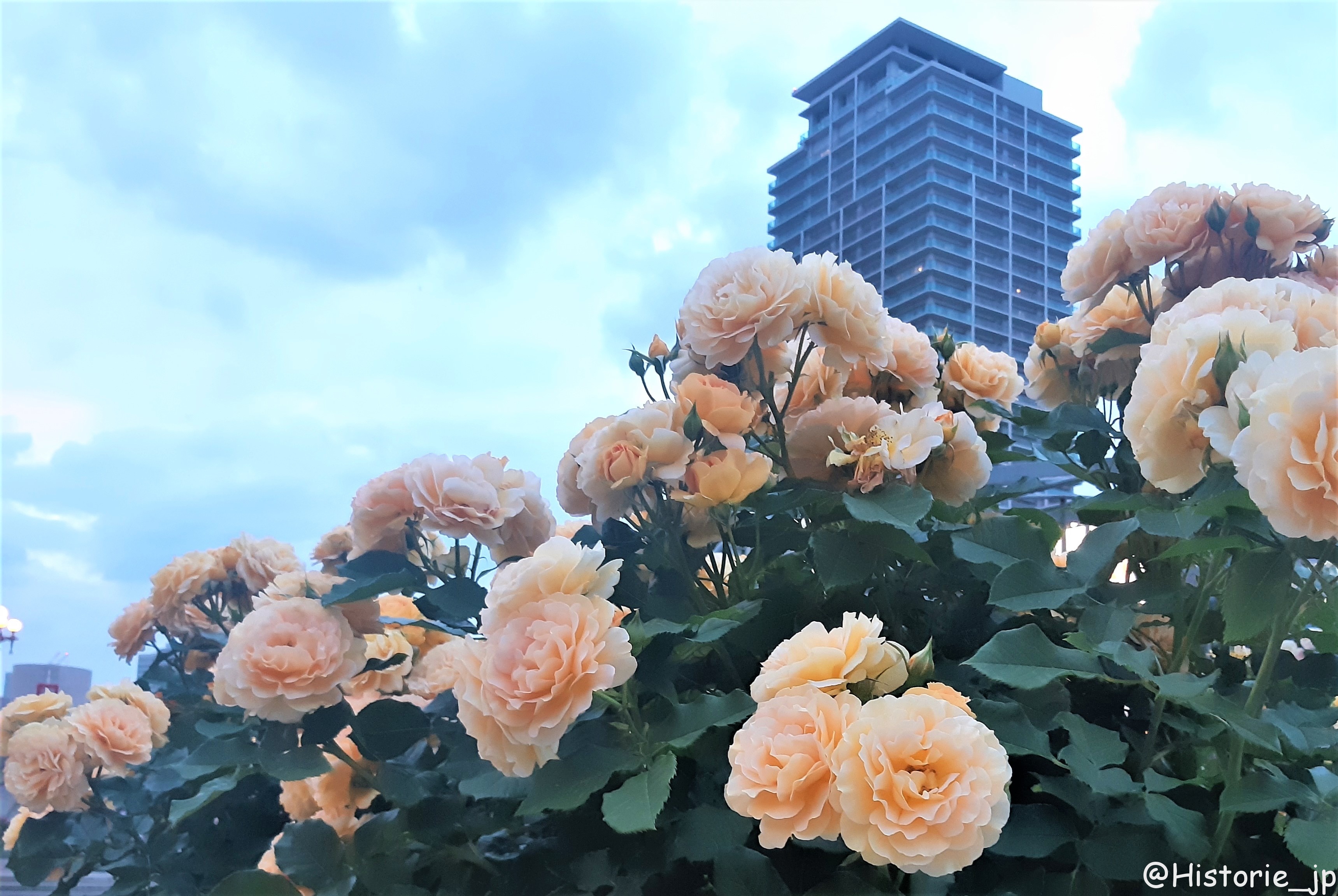 [大阪・中之島] 中之島公園・バラ園（１/２）都会のバラ園・春薔薇編・大阪中心部の憩いの空間で春バラに癒やされる