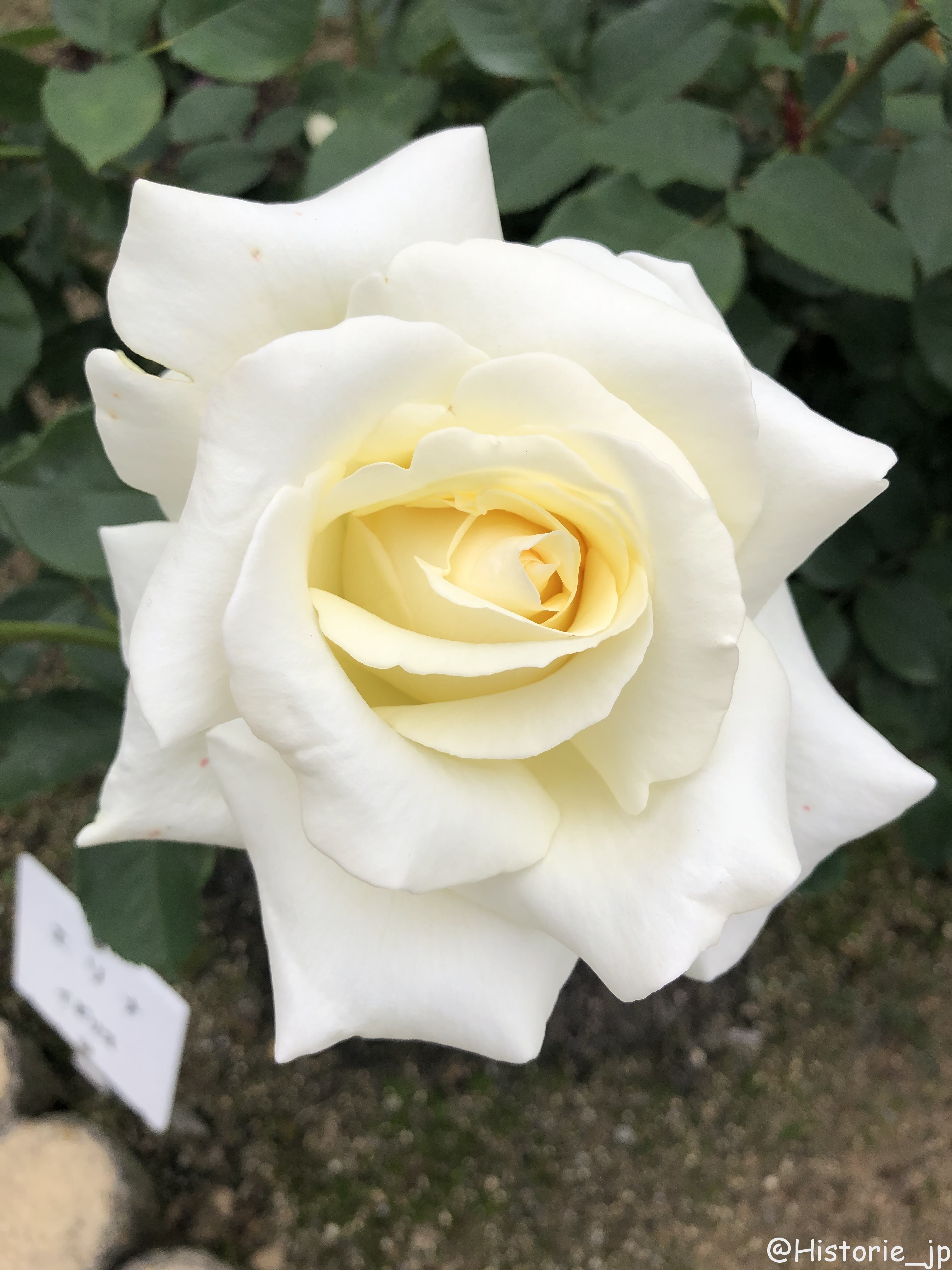 [奈良・中町] 世界平和への祈りを込めた霊山寺のバラ庭園・200種類2000株のバラが咲き誇る