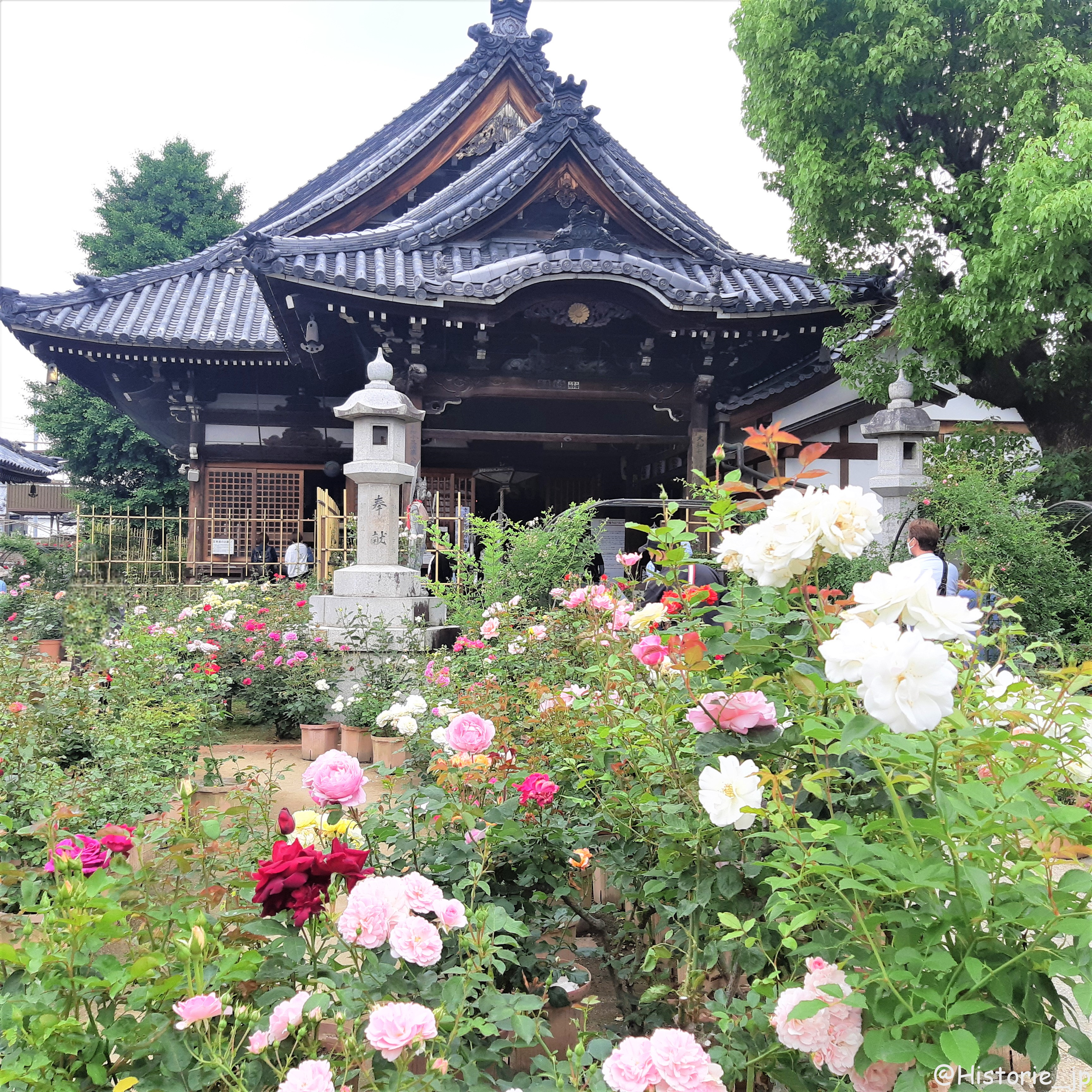 [奈良・橿原] 春のバラまつり・色彩彩に咲き誇るバラの香りに包まれる 花まんだらの寺・約3800種約4000株のバラ・おふさ観音
