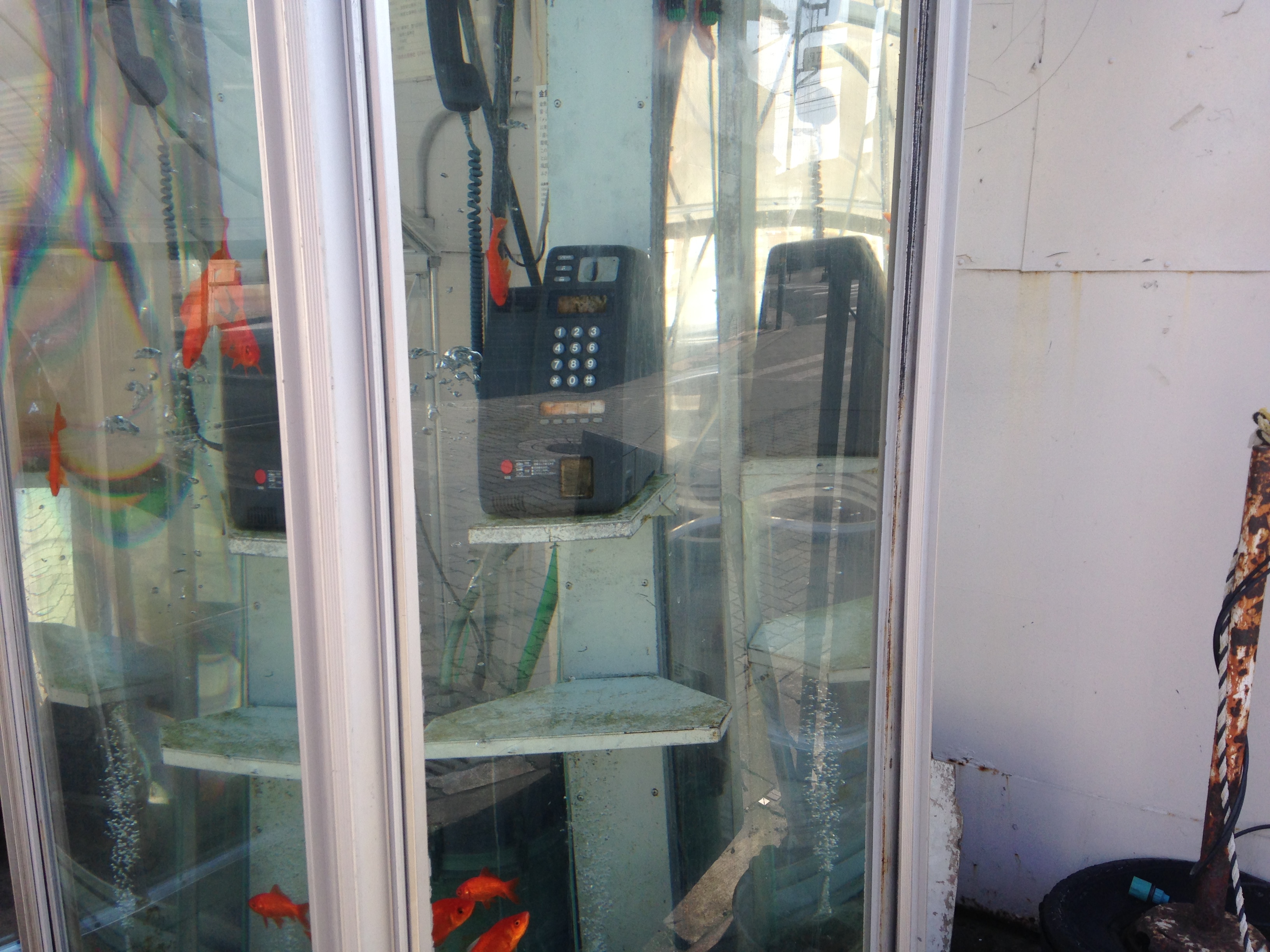 [奈良・大和郡山]　電話ボックスの中に金魚が泳いでいた・金魚の町・大和郡山