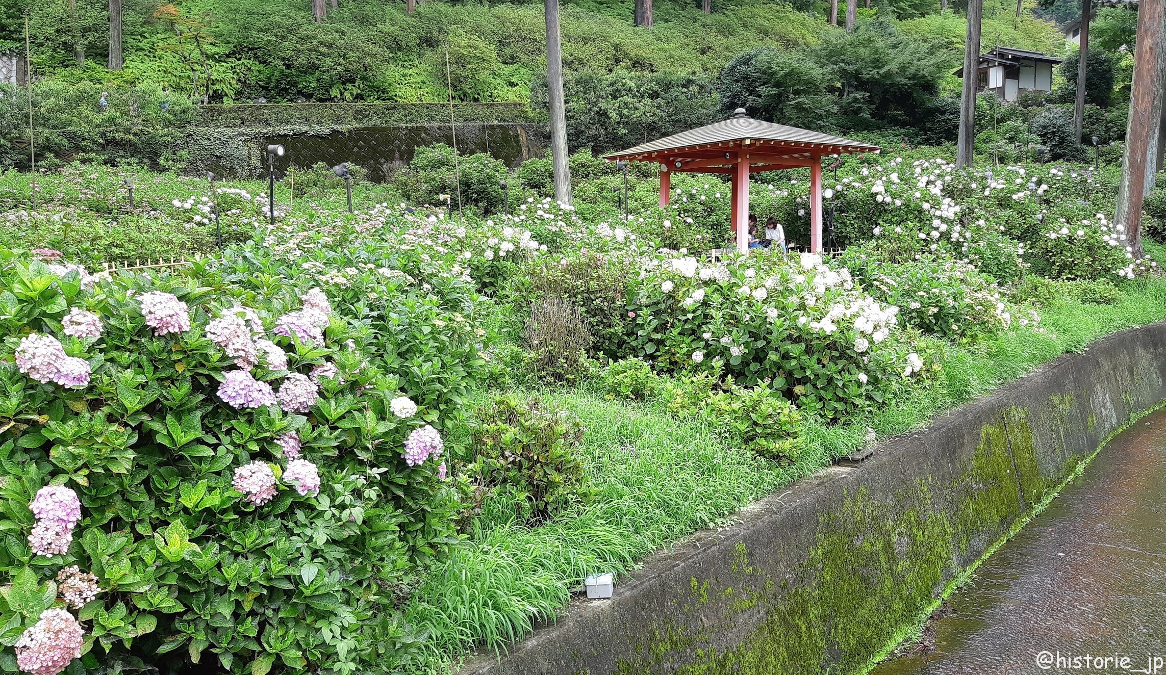 宇治の三室戸寺は花のお寺・紫陽花がきれい