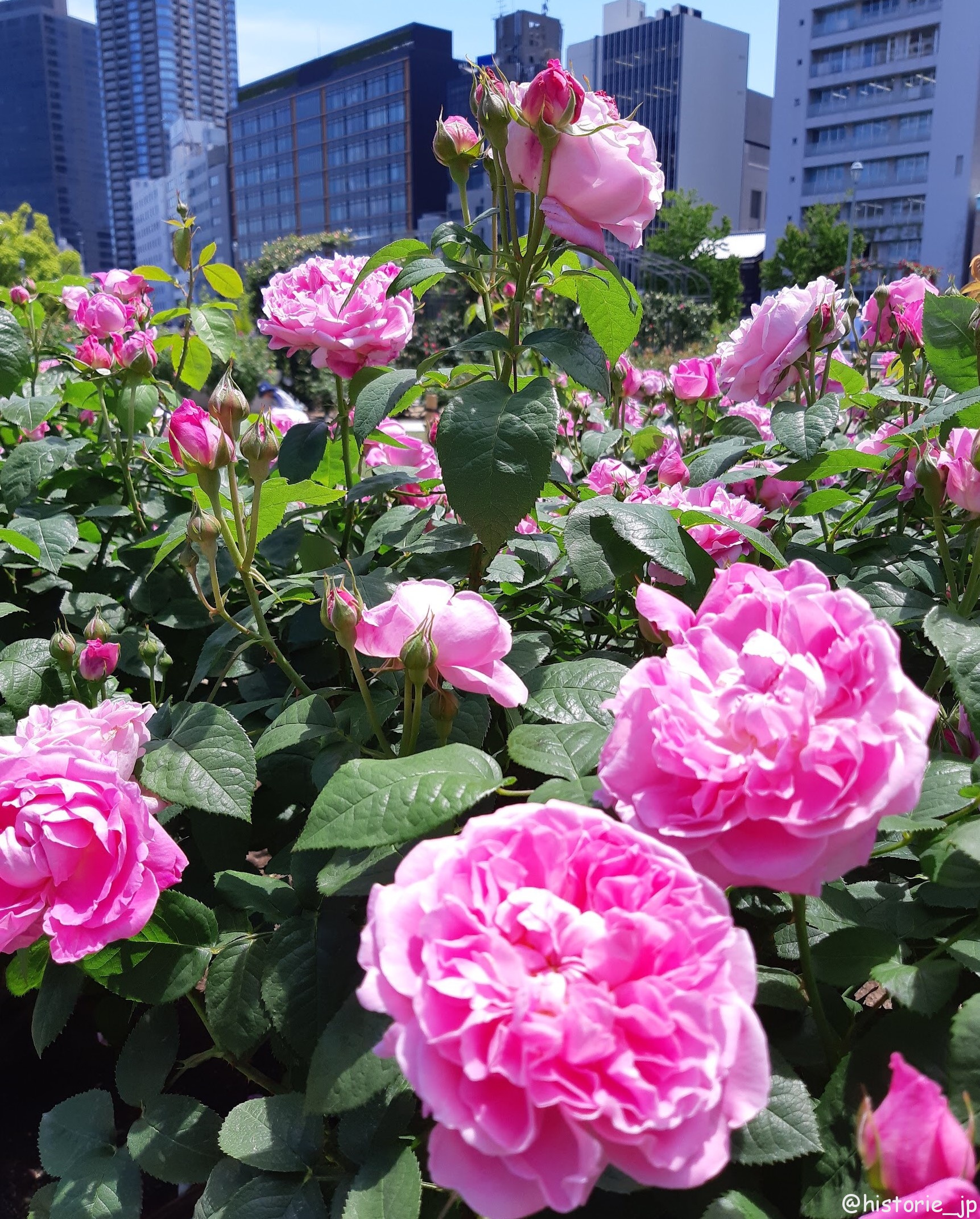 中之島公園・バラ園 で咲き誇るで咲き誇る春バラ・ステキな街角