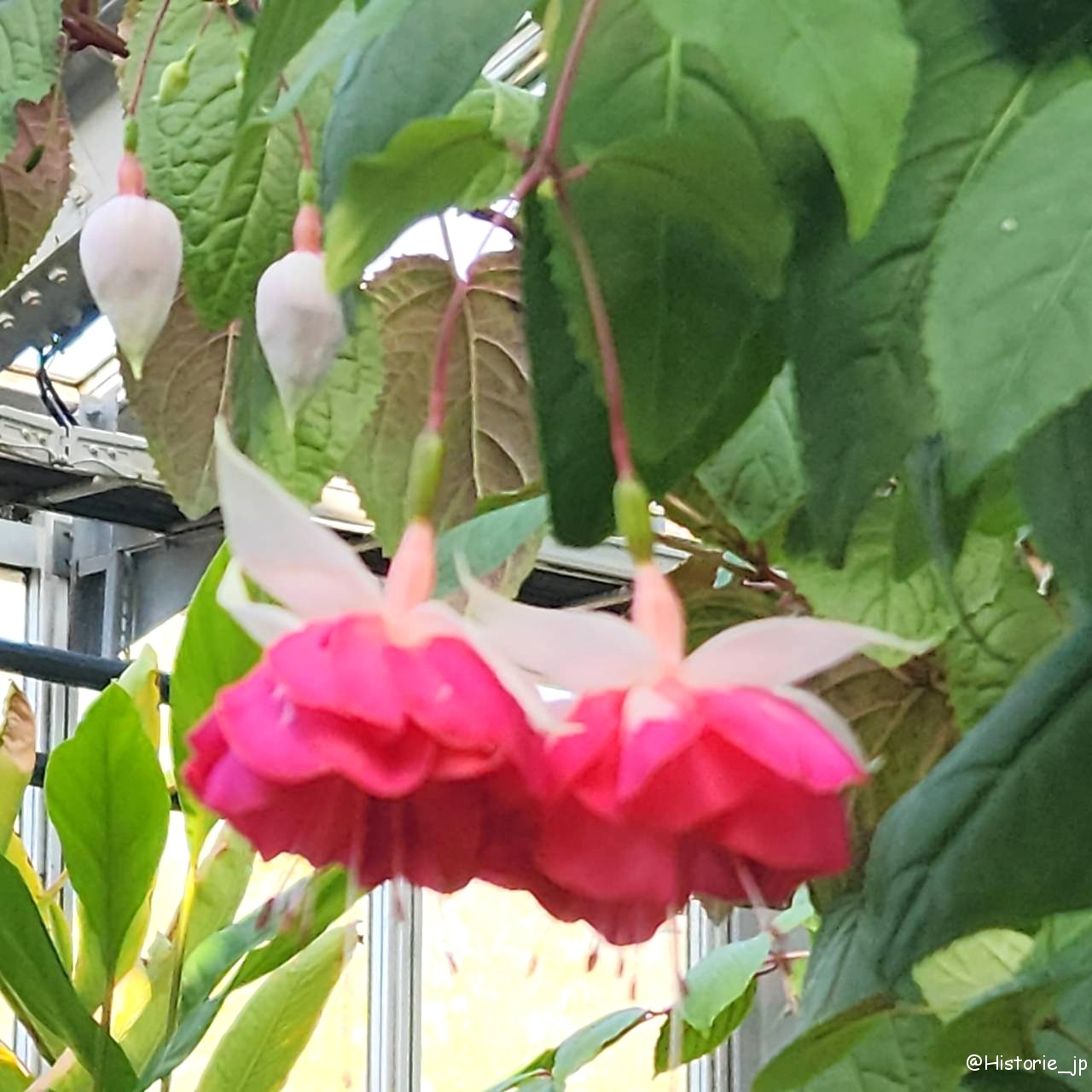 [京都] フクシア・京都府立植物園・KYOTO BOTANICAL GARDENS・日本最古の公立植物園