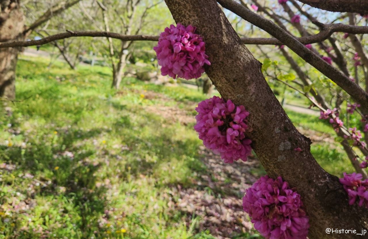 [京都] ハナズオウ（花蘇芳・Cercis chinensis）・京都府立植物園・KYOTO BOTANICAL GARDENS・日本最古の公立植物園