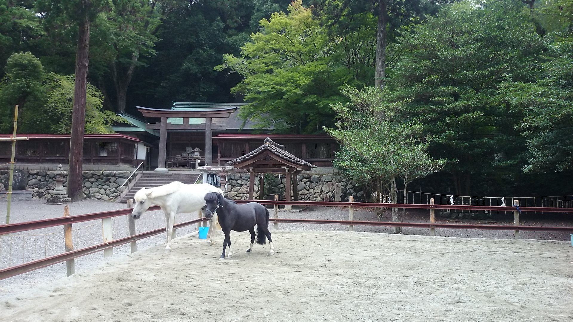 止雨の白馬「白龍」・祈雨の黒馬「黒龍」