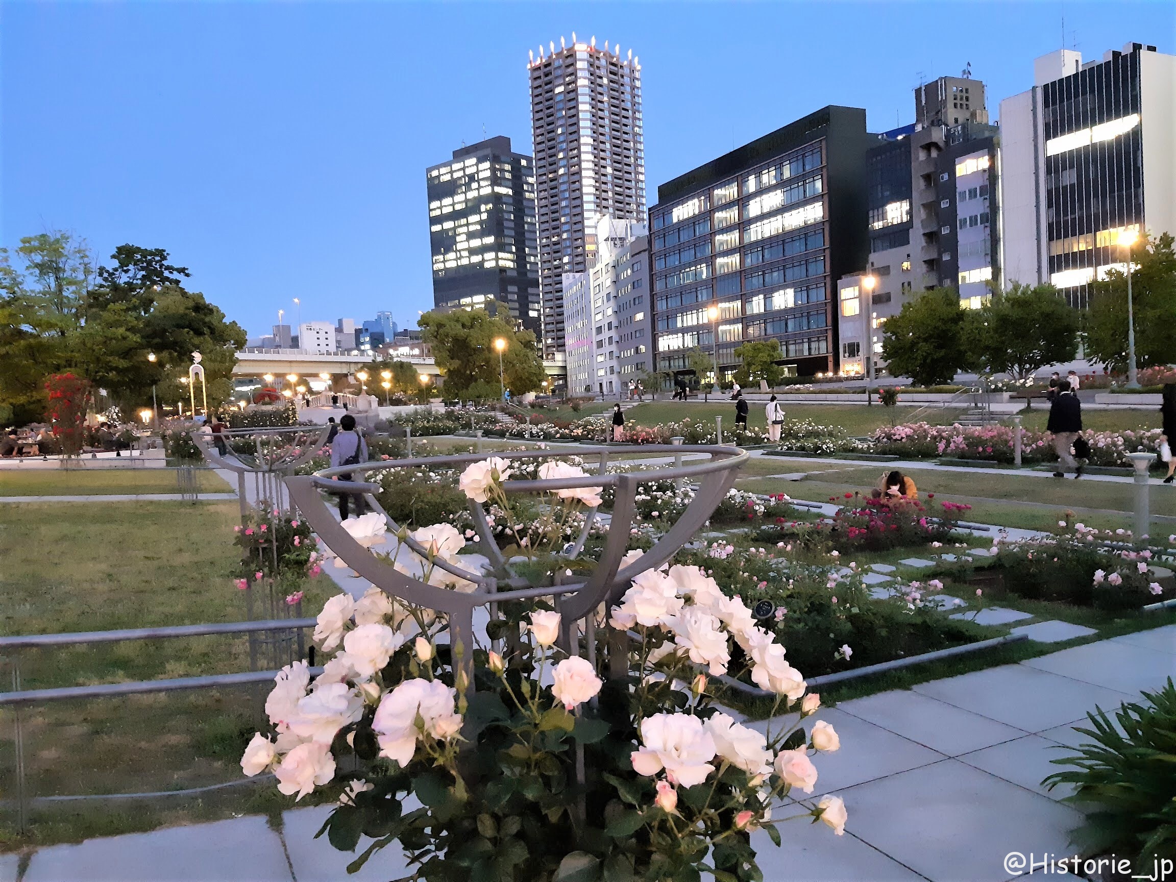 [大阪・中之島] 都会のバラ園・「バラの庭」、「バラの小みち」、「バラの広場」の3つのエリアで咲き誇る・中之島公園・バラ園
