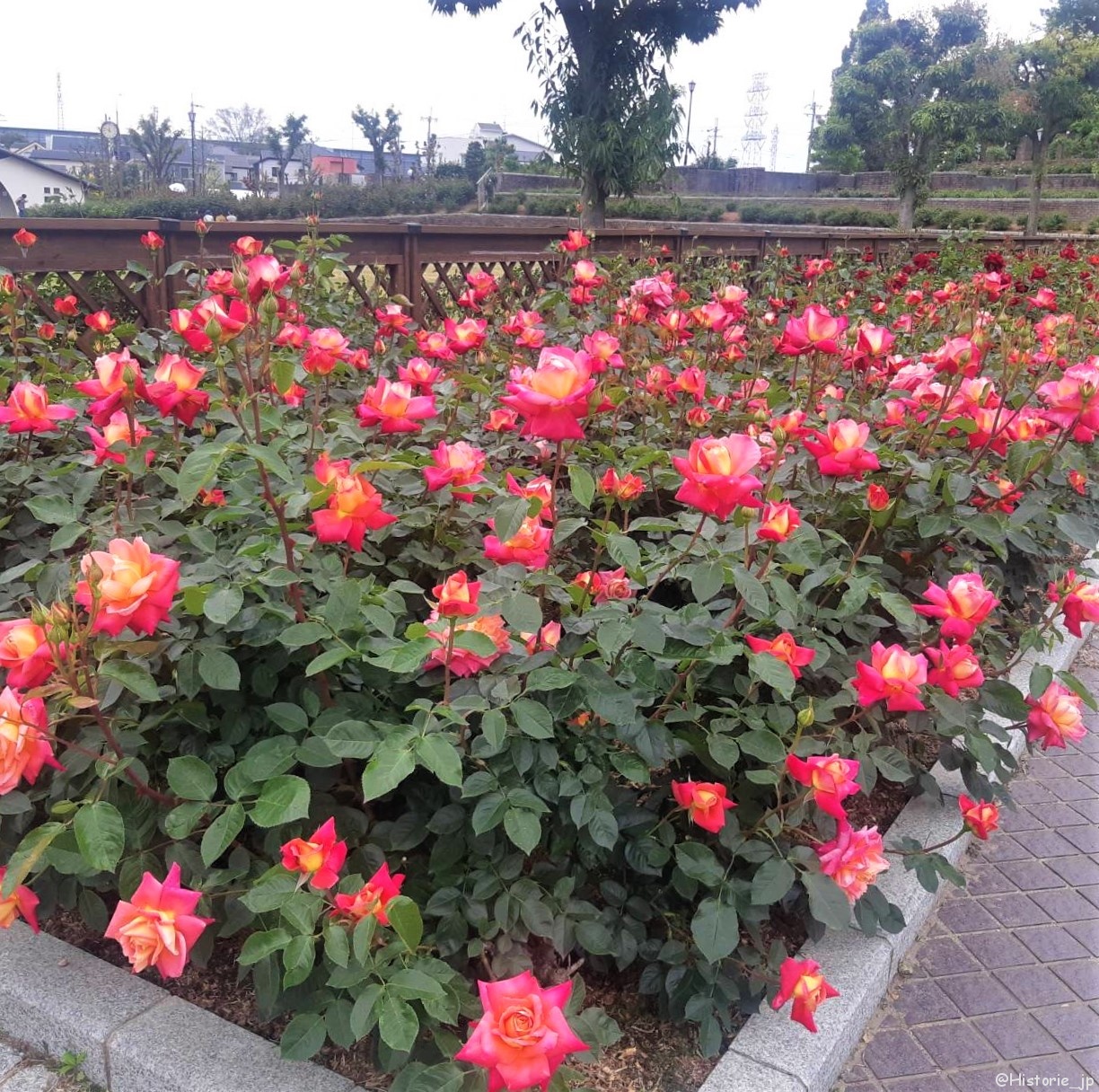 荒牧バラ公園・世界のバラ約250種1万本