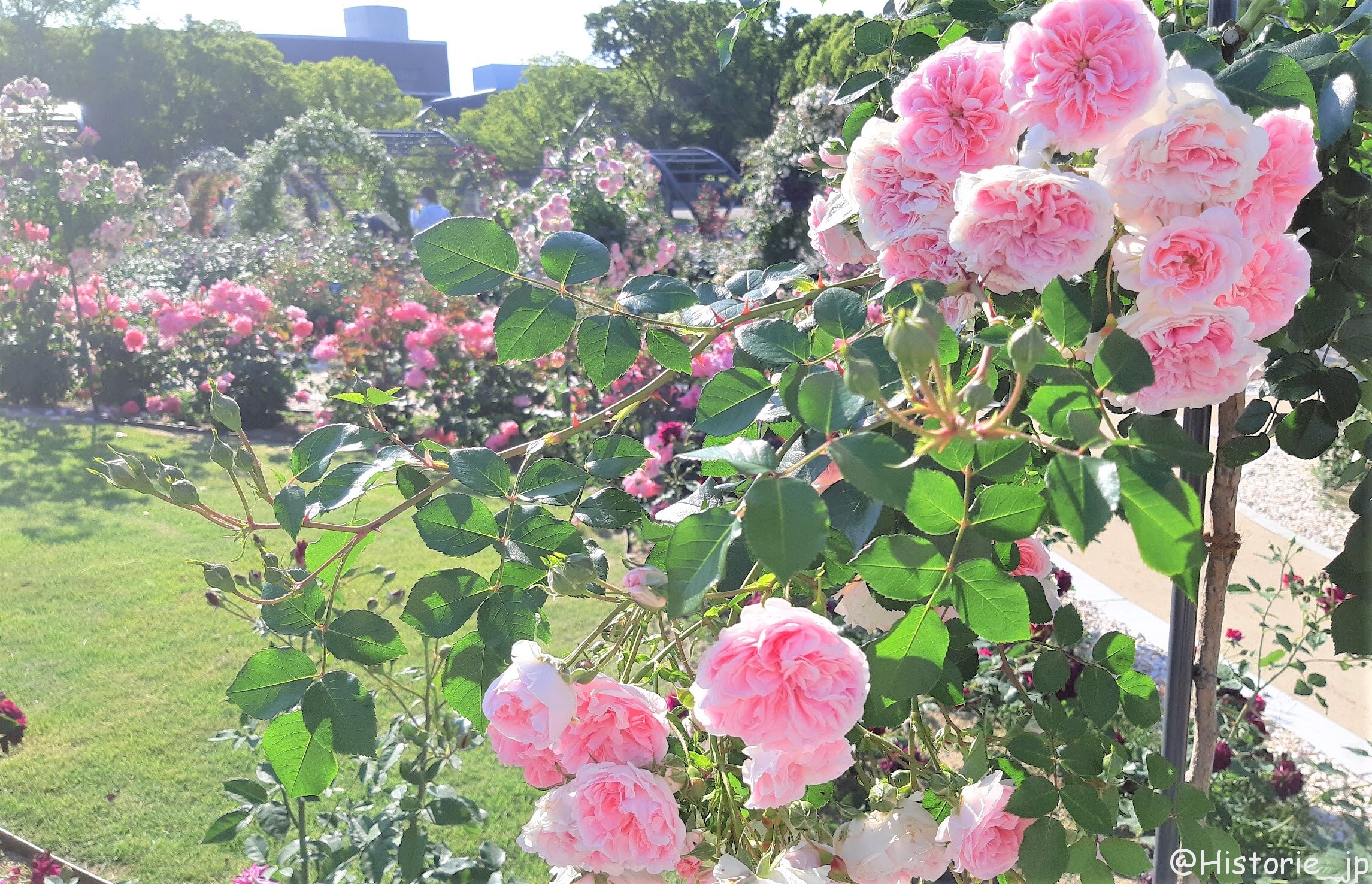 ツルバラのアーチ・平和のバラ園