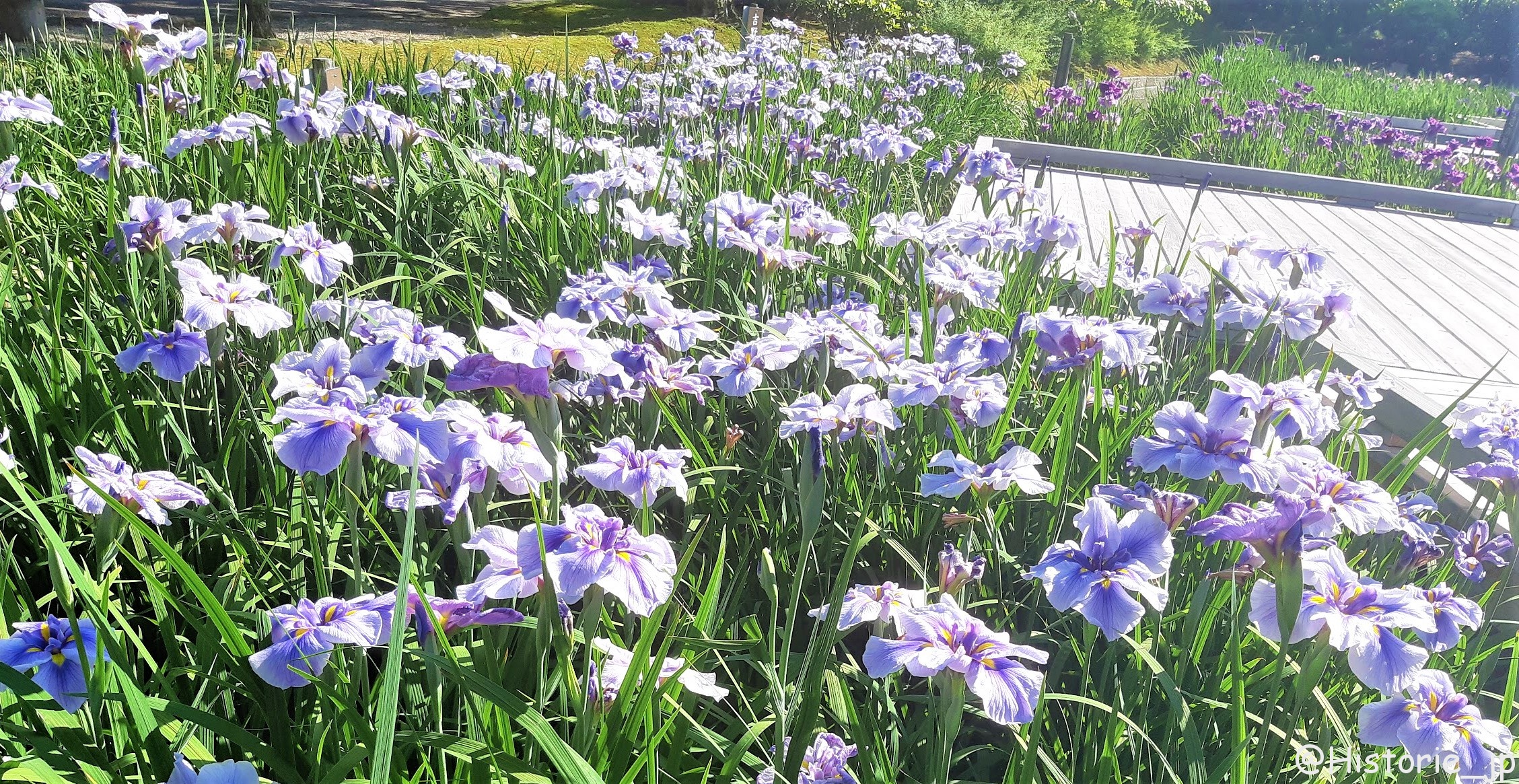花しょうぶ田・現代庭園地区・日本庭園・万博記念公
