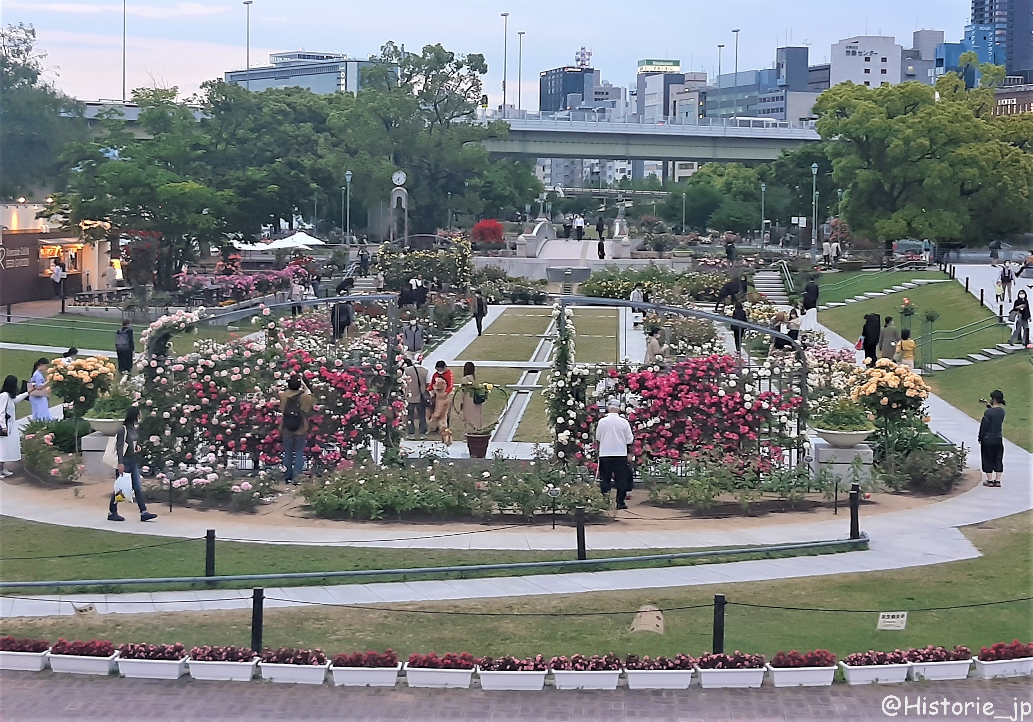 [大阪・中之島] 中之島公園・バラ園（１/２）都会のバラ園・春薔薇編・大阪中心部の憩いの空間で春バラに癒やされる