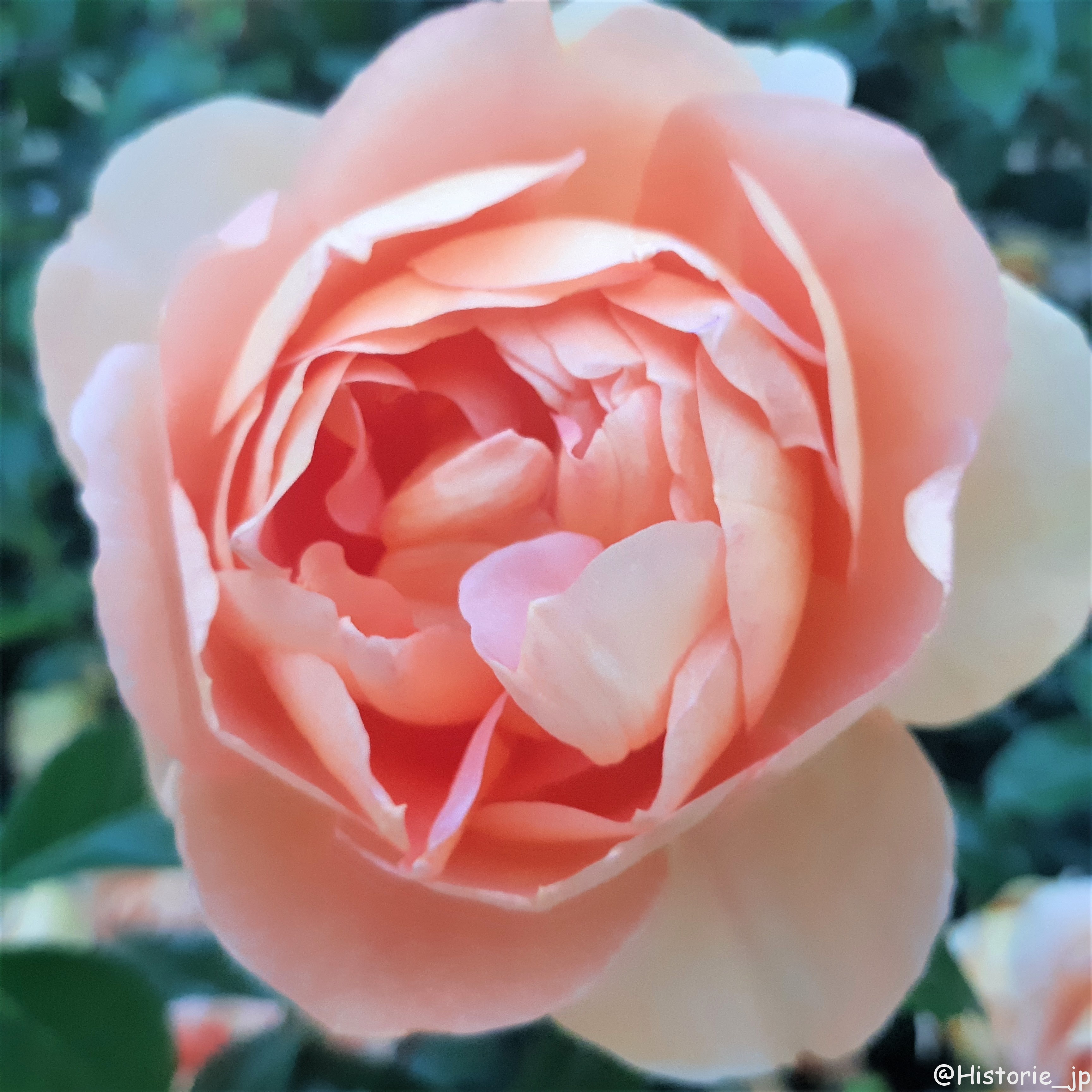 [大阪・中之島] 中之島公園・バラ園（１/２）都会のバラ園・春薔薇編・大阪中心部の憩いの空間で春バラに癒やされる