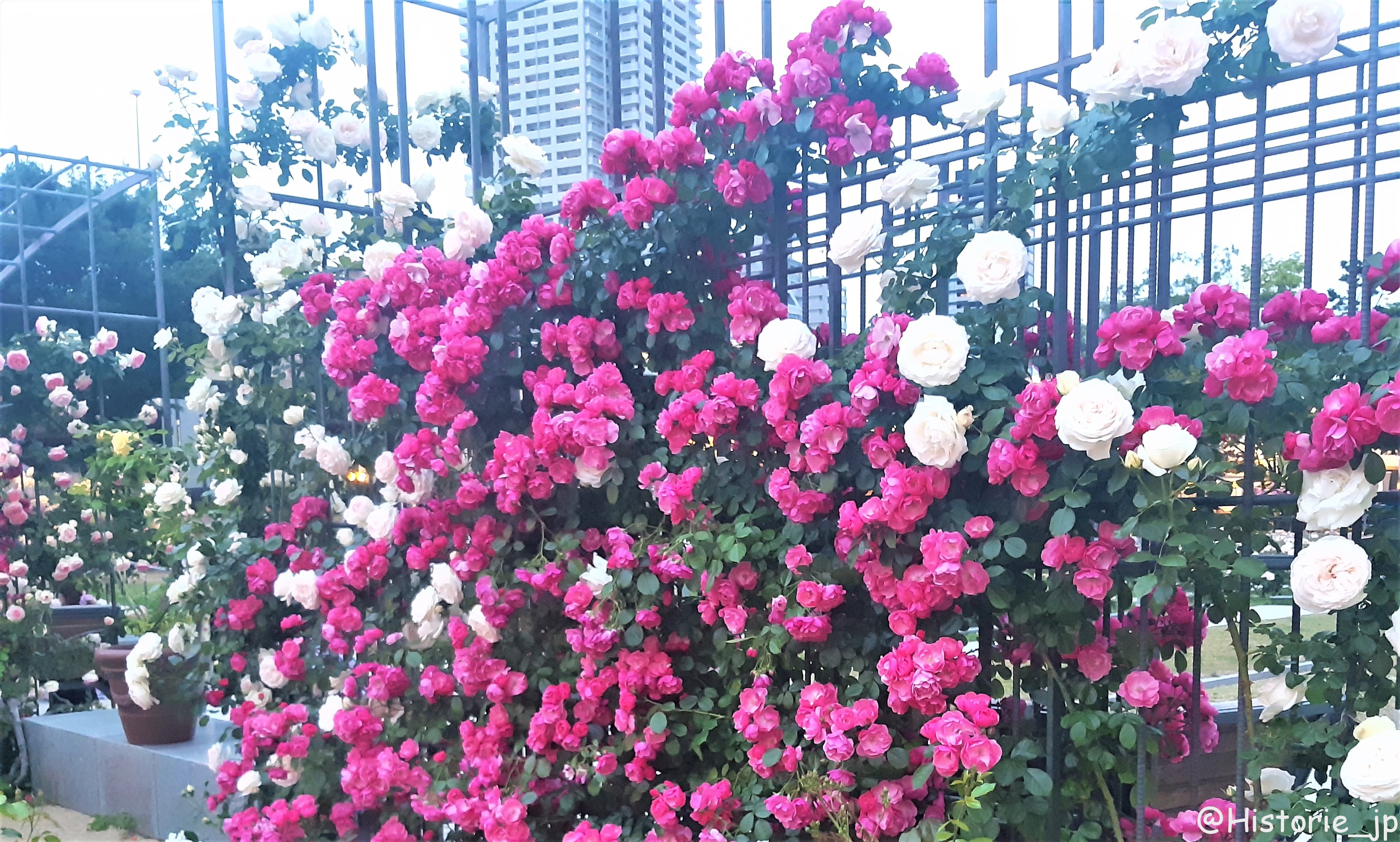 [大阪・中之島] 中之島公園・バラ園（１/２）都会のバラ園・春薔薇編・大阪中心部の憩いの空間で春バラに癒やされる