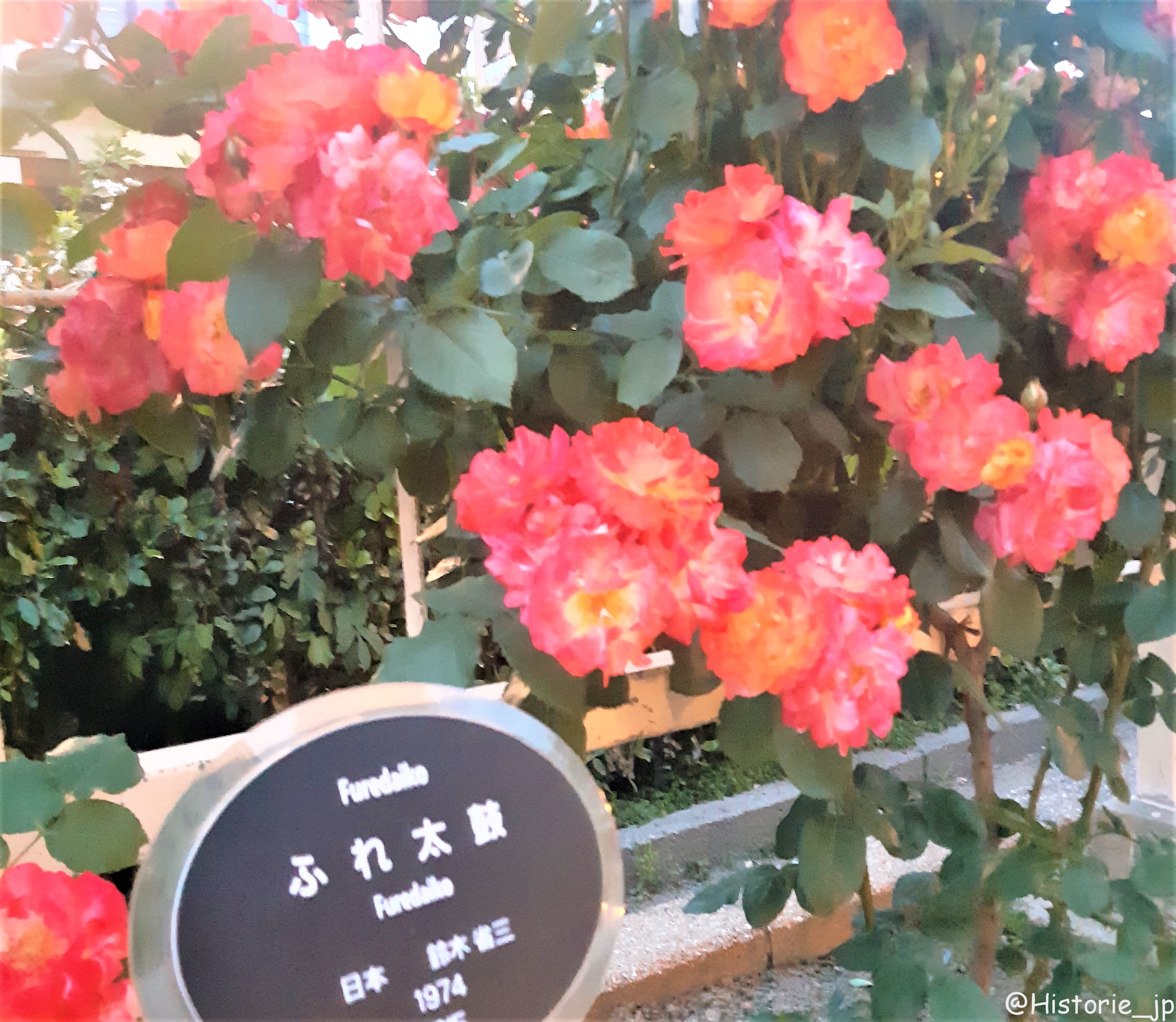 [大阪・中之島] 中之島公園・バラ園（１/２）都会のバラ園・春薔薇編・大阪中心部の憩いの空間で春バラに癒やされる