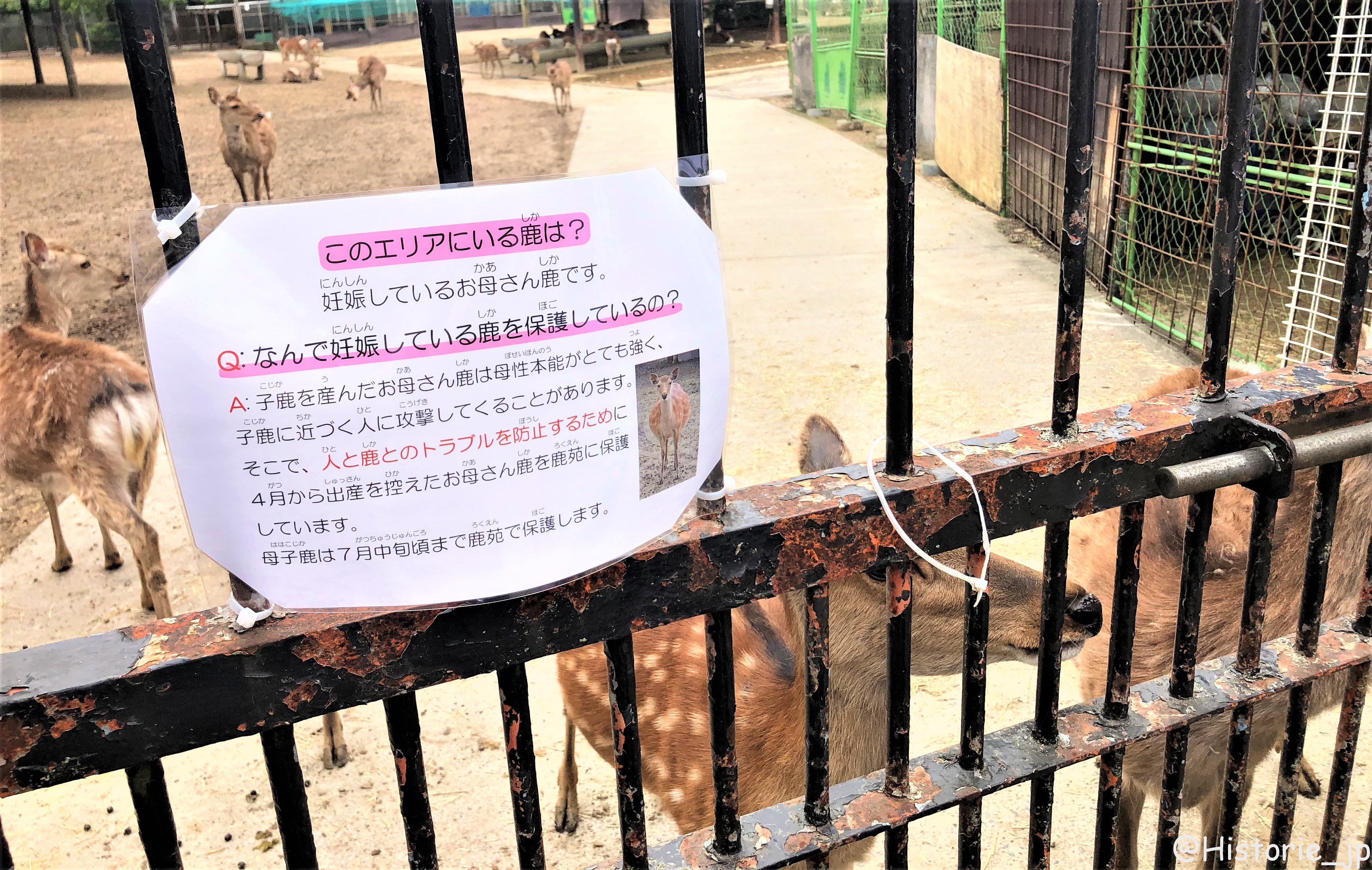 [奈良・奈良公園] 6/1(水) ～6/30(木)開催・特別公開 「子鹿公開 ～赤ちゃん鹿 大集合～」・於：鹿苑（ろくえん）子鹿公開会場(春日大社境内)・主催：奈良の鹿愛護会