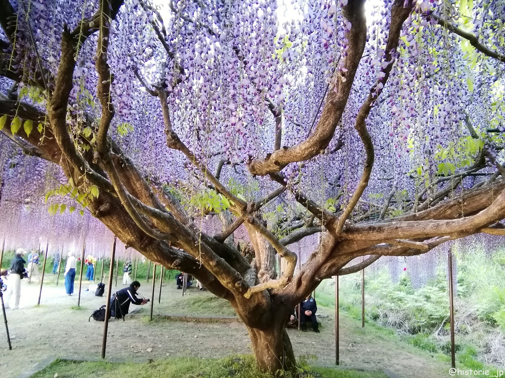 白毫寺・九尺藤