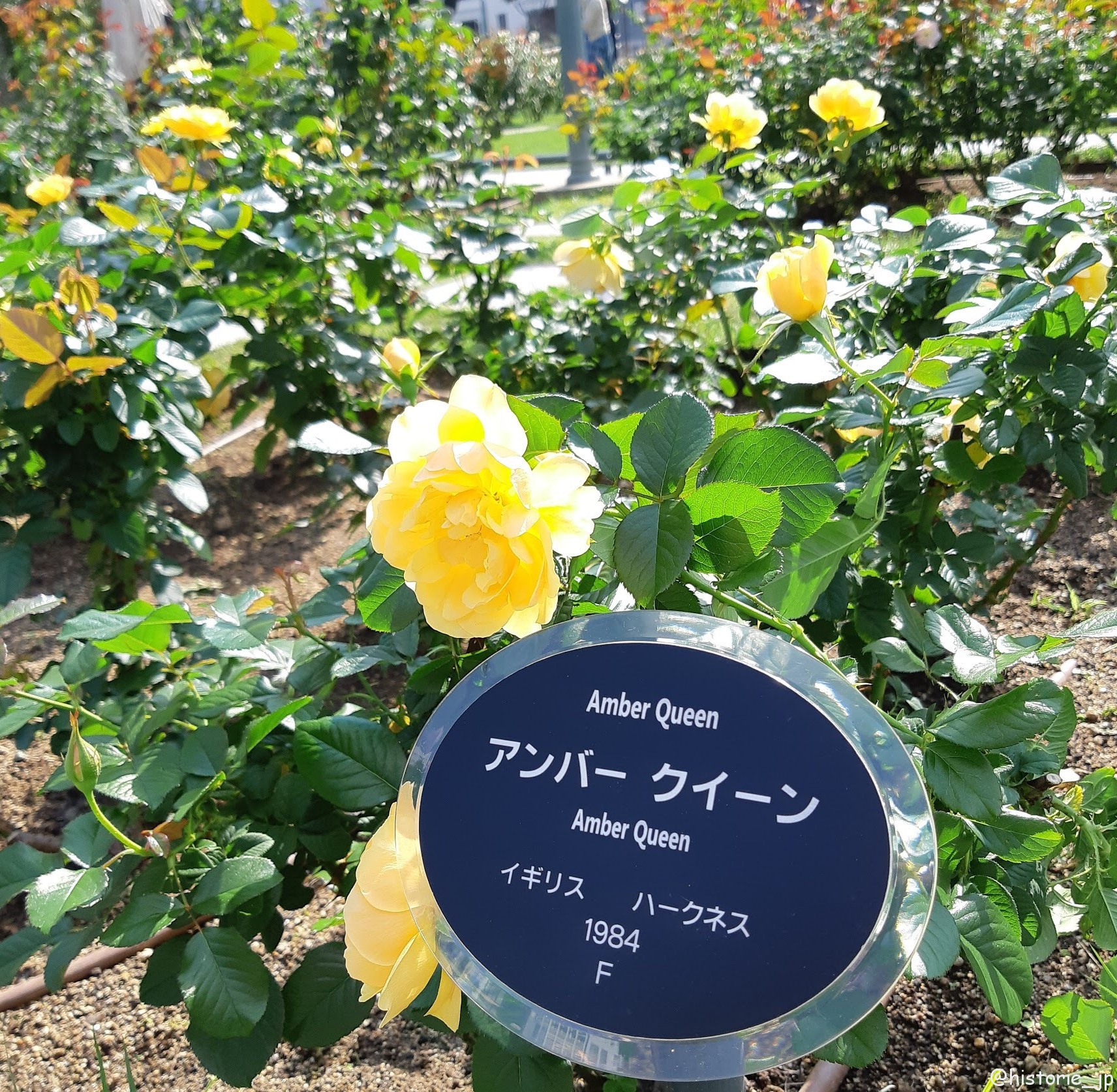 中之島公園・バラ園 で咲き誇るで咲き誇る春バラ・ステキな街角