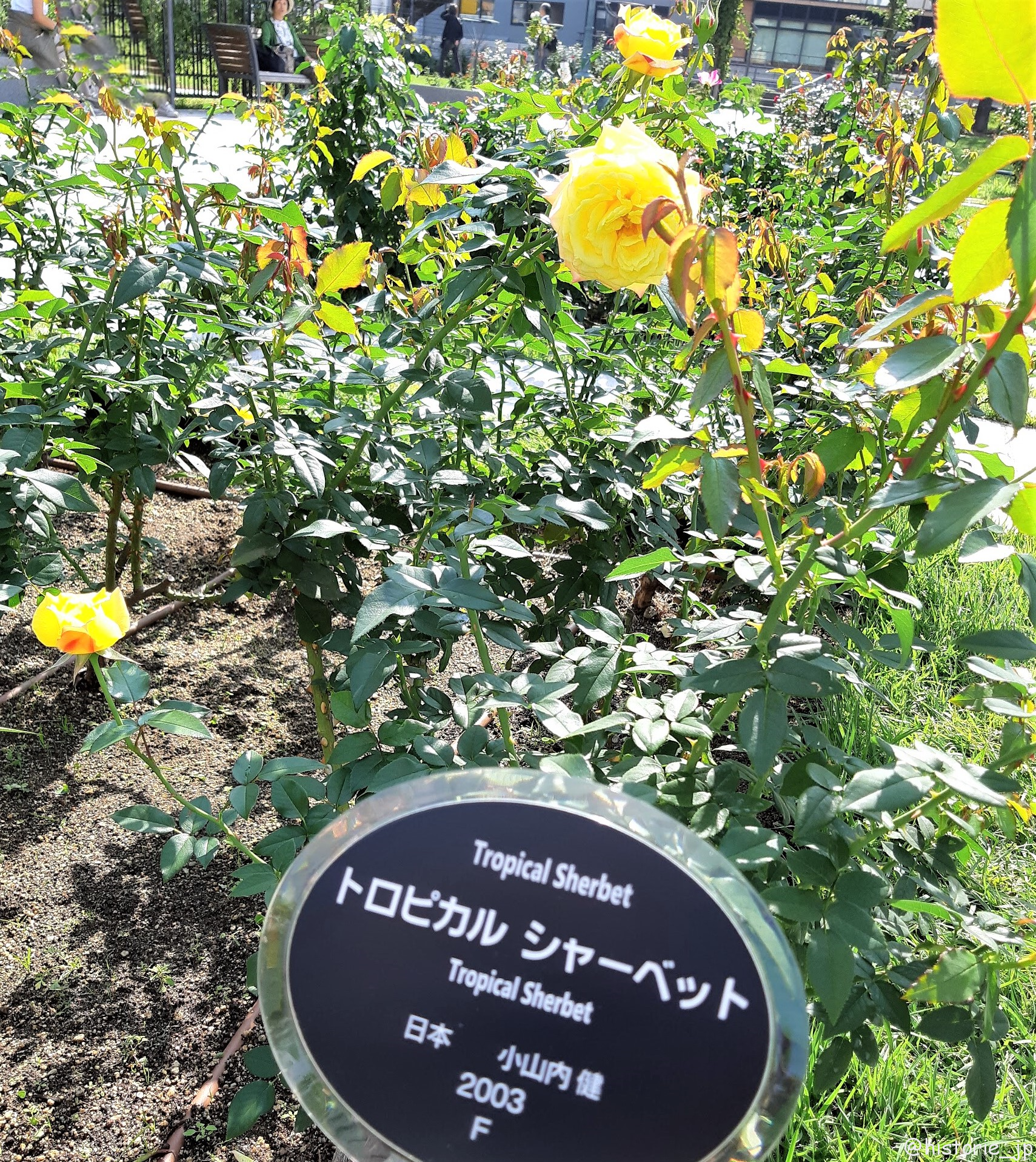 中之島公園・バラ園 で咲き誇るで咲き誇る春バラ・ステキな街角