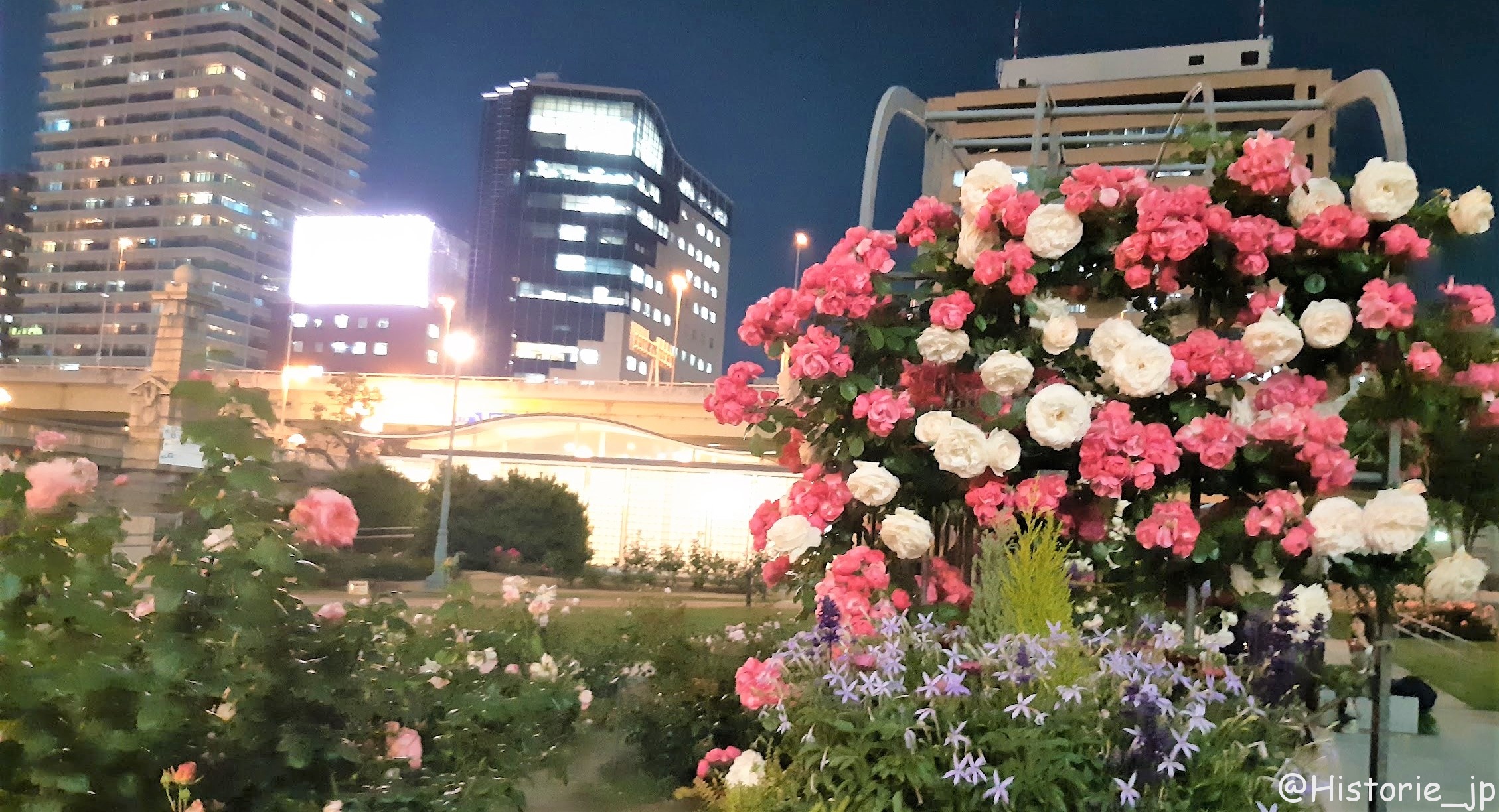 [大阪・中之島] 都会のバラ園・中之島公園・バラ園・春の夜・薔薇編・中之島公園・バラ園