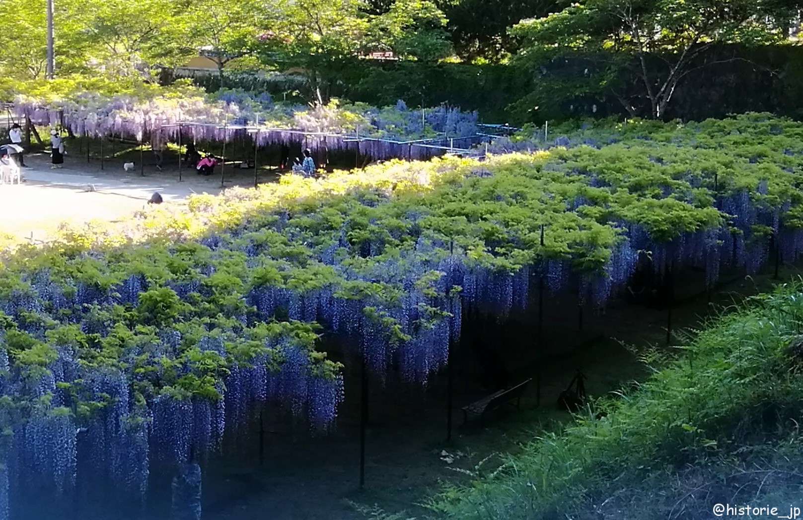 圧巻の120mの藤棚の九尺藤