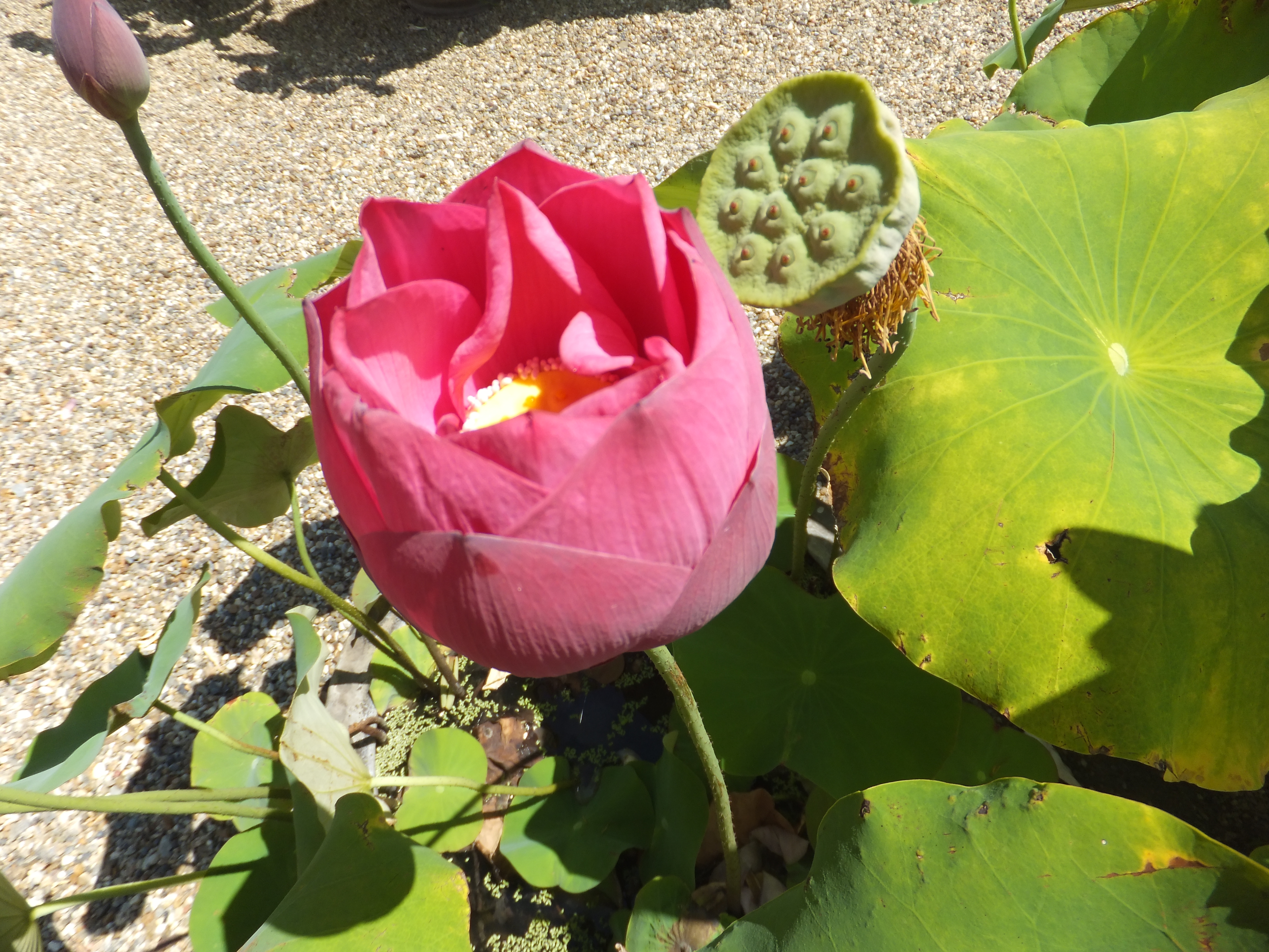 [奈良] 喜光寺・行基菩薩と蓮の花
