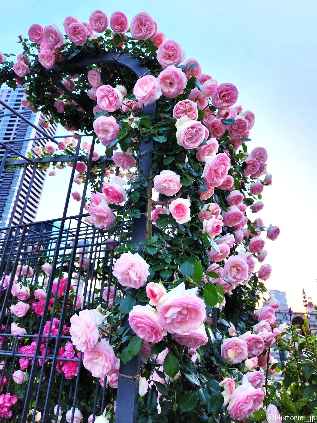 [大阪・中之島] 中之島公園・バラ園（１/２）都会のバラ園・春薔薇編・大阪中心部の憩いの空間で春バラに癒やされる