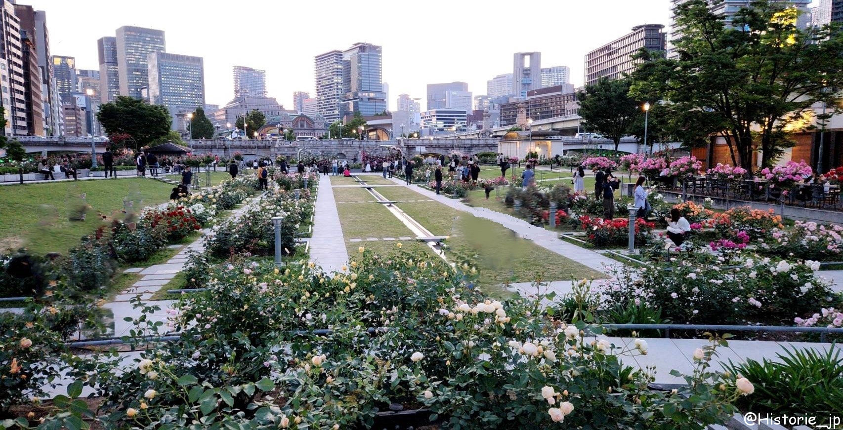 [大阪・中之島] 中之島公園・バラ園（１）都会のバラ園・「バラの庭」、「バラの小みち」、「バラの広場」の3つのエリアで咲き誇る