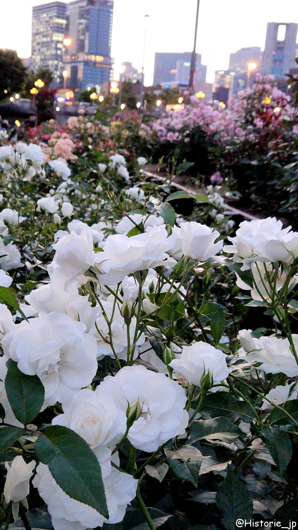 [大阪・中之島] 中之島公園・バラ園（１/２）都会のバラ園・春薔薇編・大阪中心部の憩いの空間で春バラに癒やされる