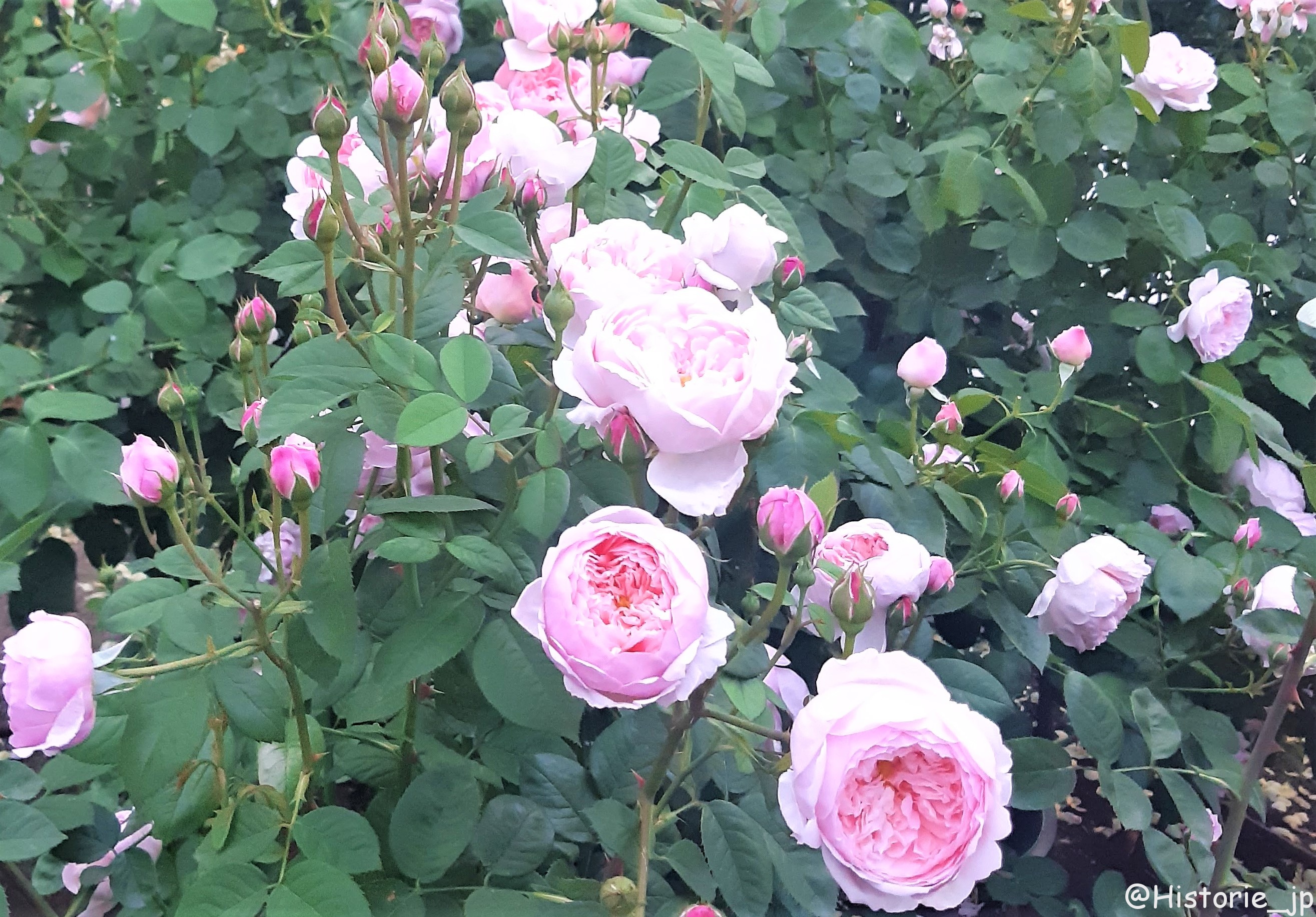 [大阪・中之島] 中之島公園・バラ園（１/２）都会のバラ園・春薔薇編・大阪中心部の憩いの空間で春バラに癒やされる