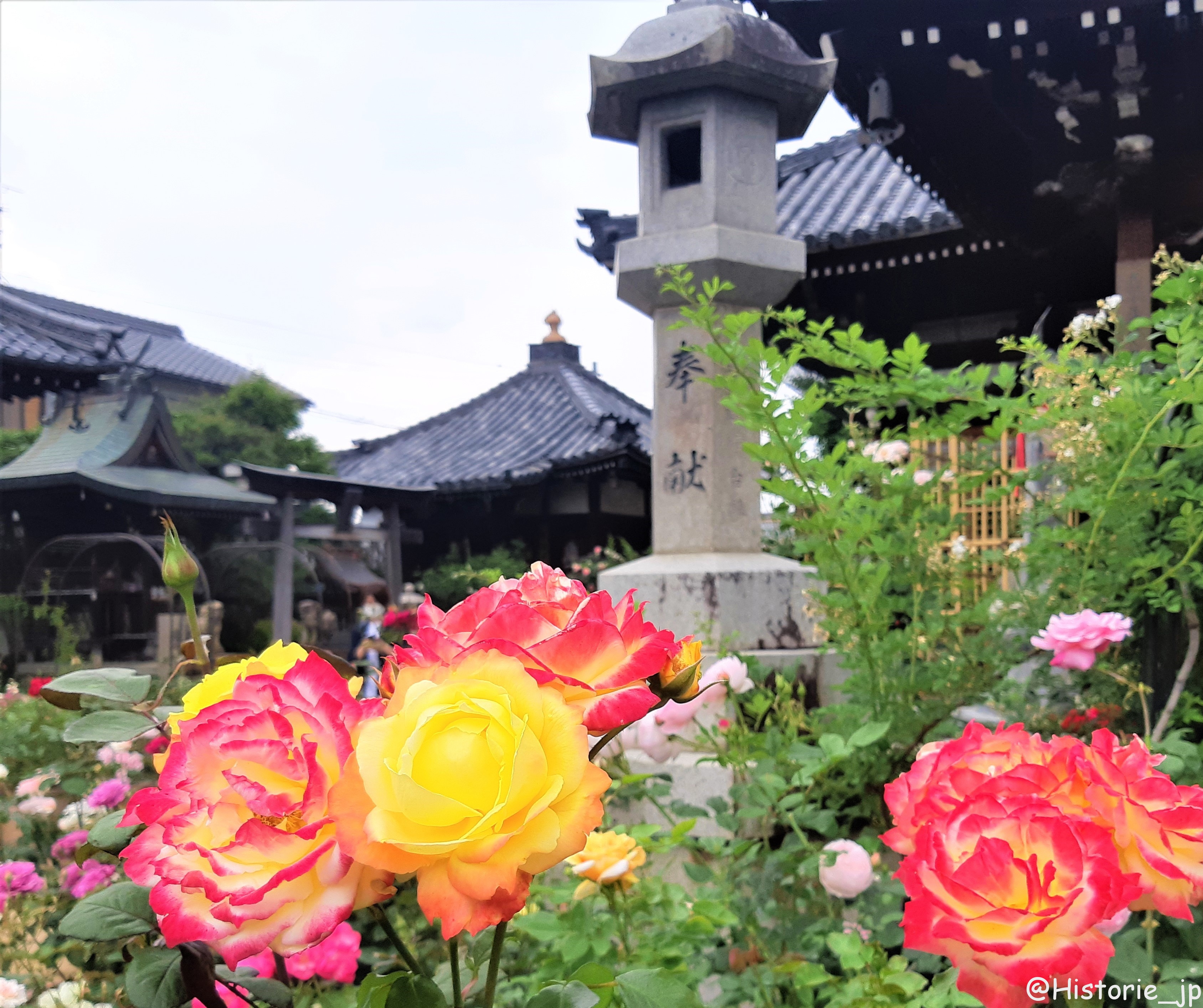 色彩彩に咲き誇るバラの香りに包まれる 花まんだらの寺・約3800種約4000株のバラ・おふさ観音
