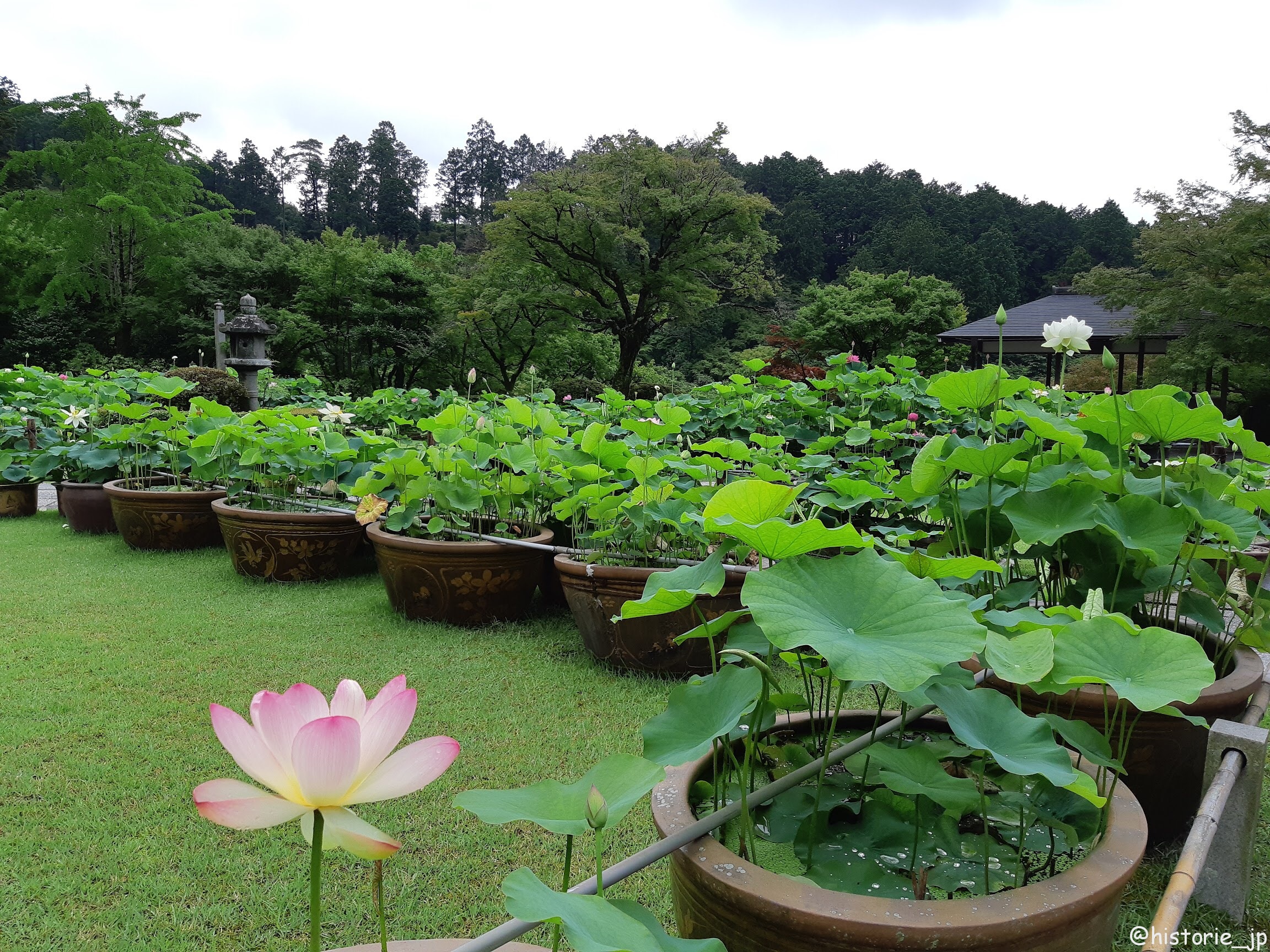 京都 宇治 宇治の三室戸寺は花のお寺 蓮 ハス のお華がきれい 100種 250鉢 大洒錦 たいせいきん 大賀ハス 古代バス 陽山紅 ようざんこう ミセススローカム等 ぷらり歴史路