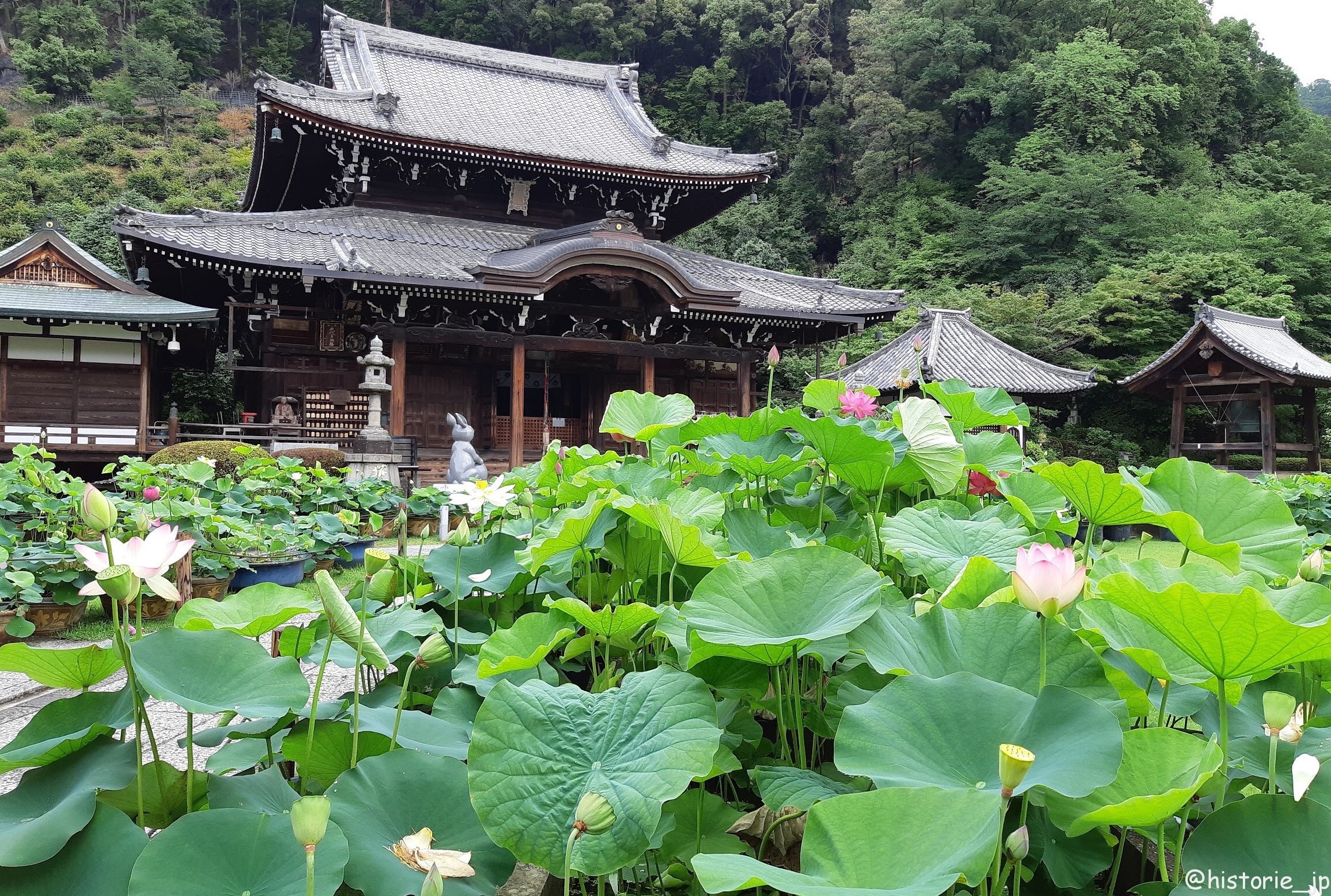 宇治の三室戸寺は花のお寺・蓮（ハス）のお華がきれい