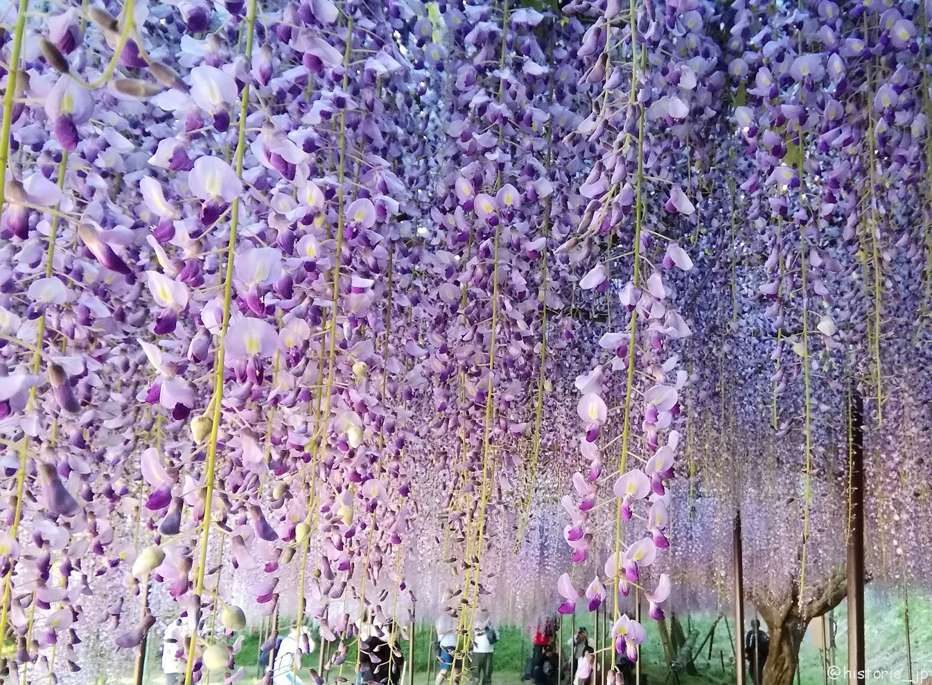 白毫寺・九尺藤