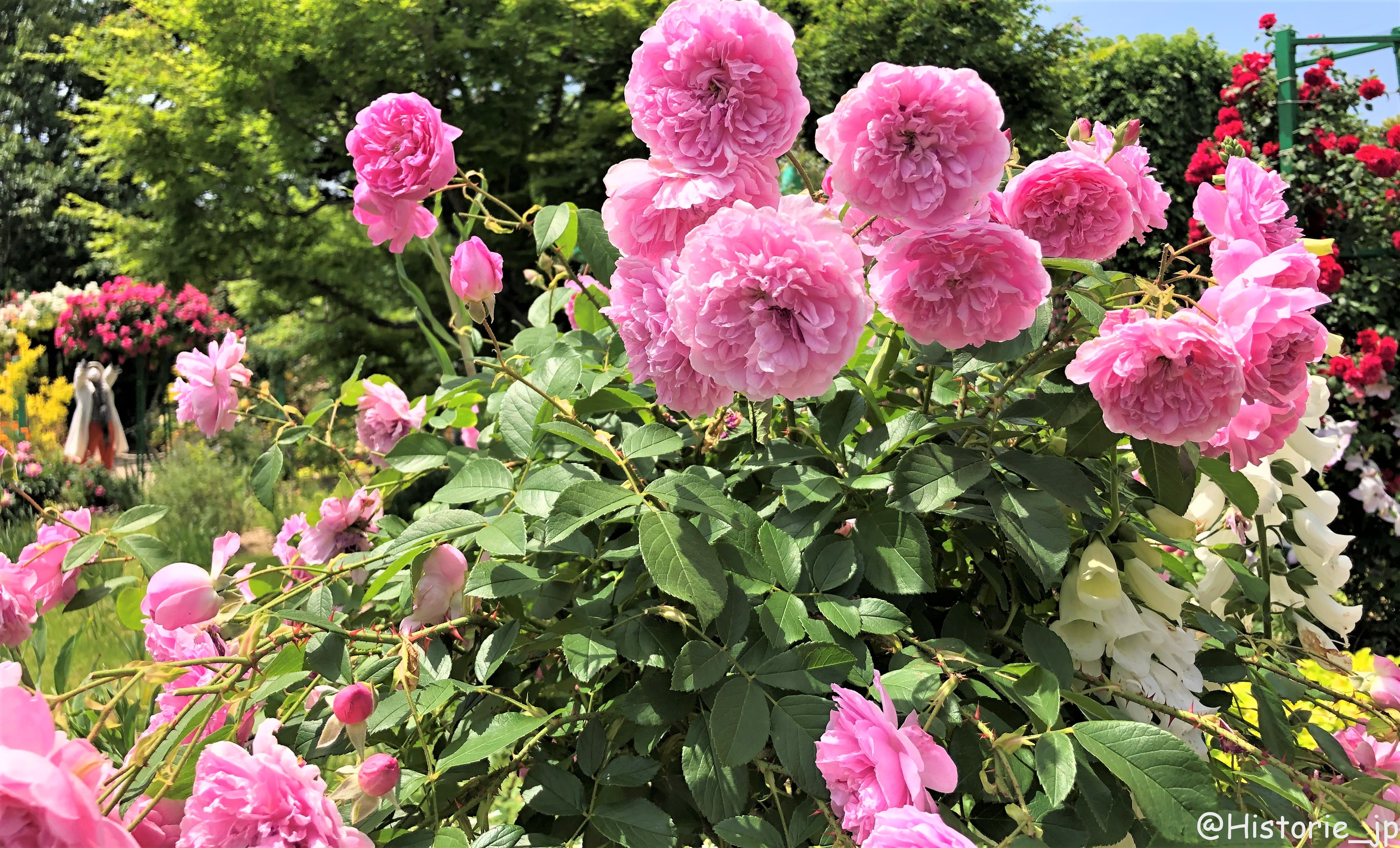 [浜松] 浜名湖ガーデンパーク（５）モネの庭・春編「彩づく春の庭とバラの大アーチ」